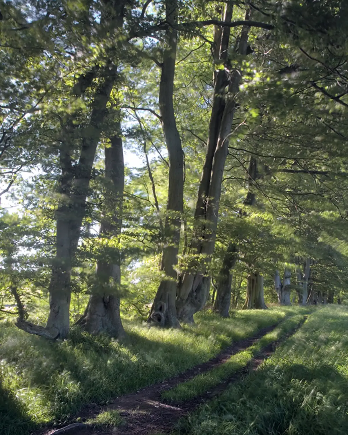 Trees lining the river Washburn, Blubberhouses.