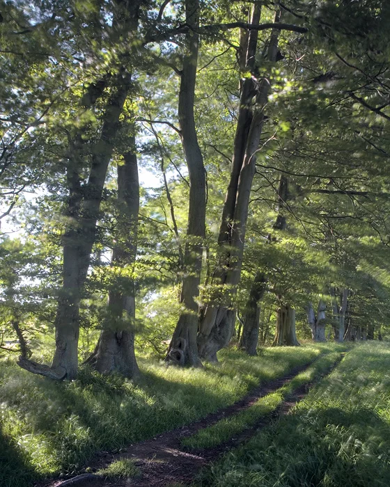 Trees lining the river Washburn, Blubberhouses.