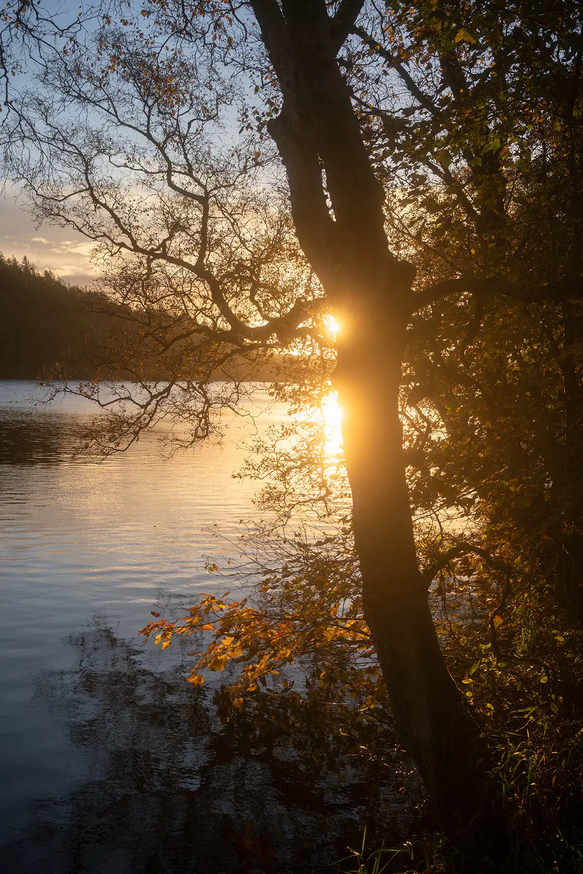 Sunburst through a lakeside tree at sunset, golden light reflecting on calm water with autumn leaves