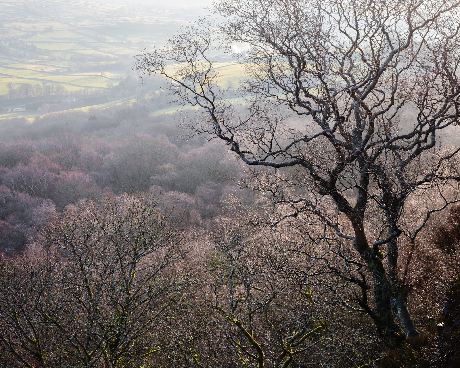 Bare, intricately branched trees stand in the foreground of a misty landscape, with a mix of muted greens and browns. In the background, rolling hills stretch into the distance, bathed in soft, diffused light and a light haze.