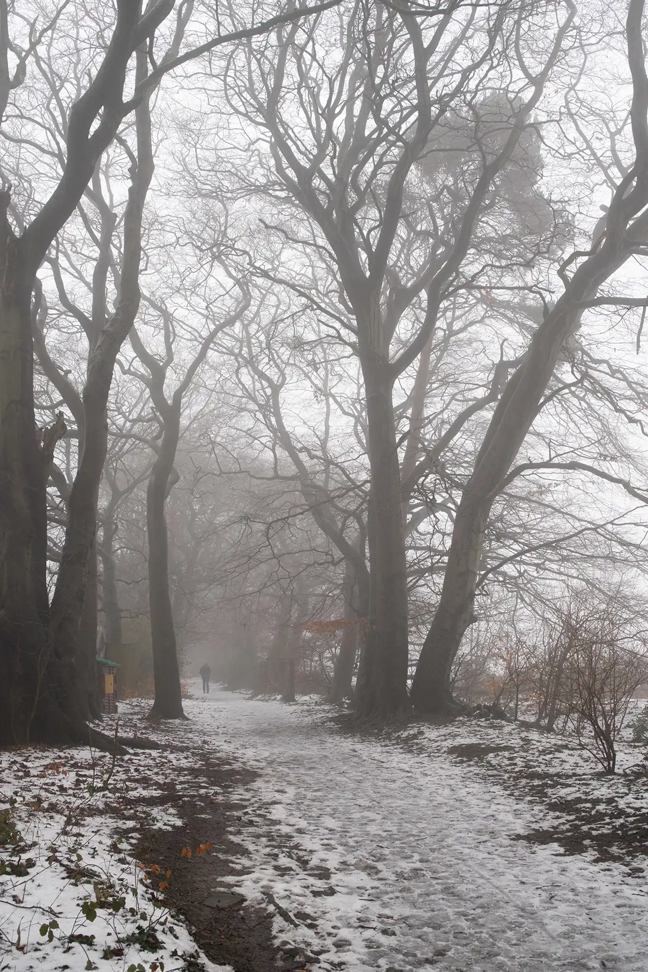 Misty winter forest scene with tall, bare trees and a snow-covered pathway. A solitary figure is walking along the path, surrounded by a foggy atmosphere that softens the background. Sparse patches of brown leaves add slight colour among the grey and white tones.