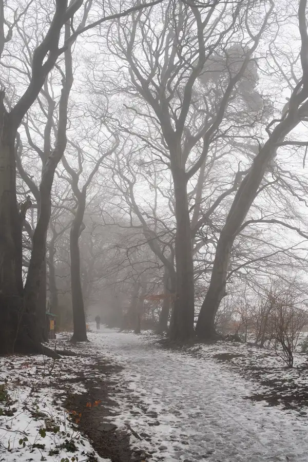 Misty winter forest scene with tall, bare trees and a snow-covered pathway. A solitary figure is walking along the path, surrounded by a foggy atmosphere that softens the background. Sparse patches of brown leaves add slight colour among the grey and white tones.