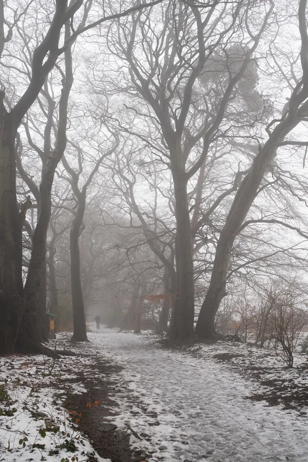 Lone walker on a snowy path through misty bare-branched woodland on a still winter morning
