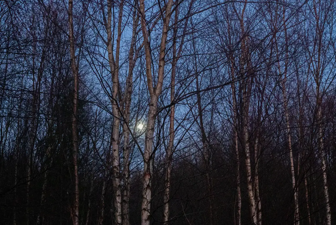Leafless trees with thin white bark stand against a twilight sky. The branches form a dark, intricate web, partially obscuring the moon, which glows softly in the background.