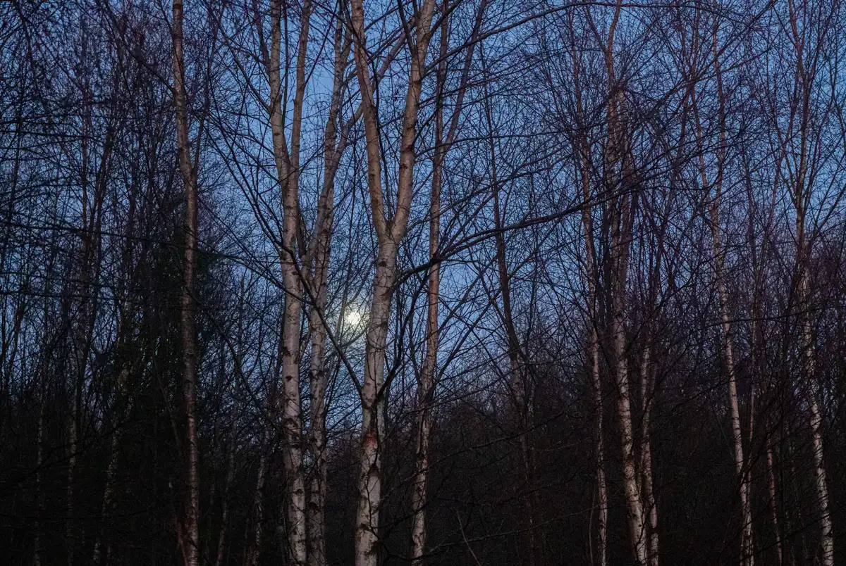 Leafless trees with thin white bark stand against a twilight sky. The branches form a dark, intricate web, partially obscuring the moon, which glows softly in the background.