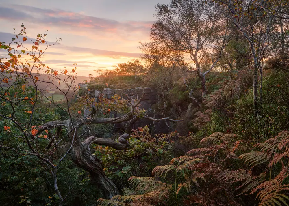 Sunset over a rocky landscape with twisted trees and lush greenery. The sky is painted with soft, colourful clouds, and the warm glow of the setting sun illuminates the scene. Ferns and autumn leaves add texture and depth to the foreground.