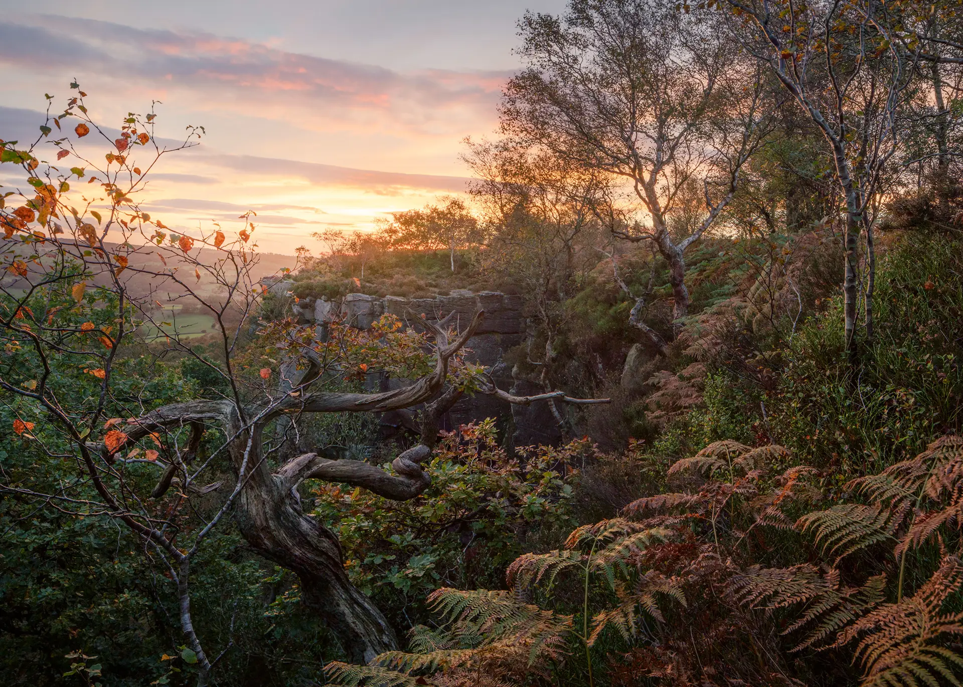 Sunset over a rocky landscape with twisted trees and lush greenery. The sky is painted with soft, colourful clouds, and the warm glow of the setting sun illuminates the scene. Ferns and autumn leaves add texture and depth to the foreground.