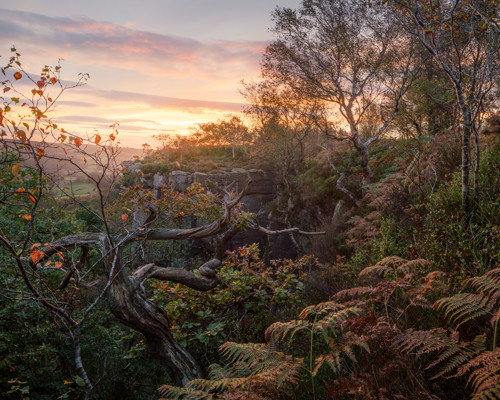 A Journey Through Ancient Woodland:  a large tree in a forest
