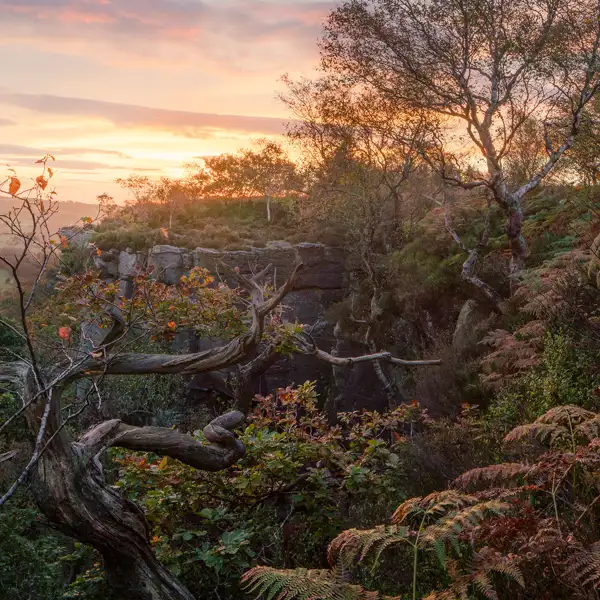 Autumn dawn