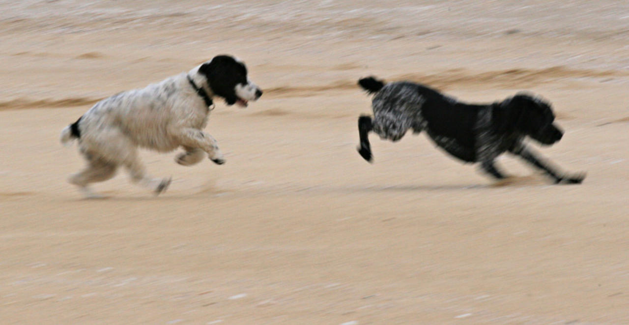 Leo and Lyra, Scarasta Bay