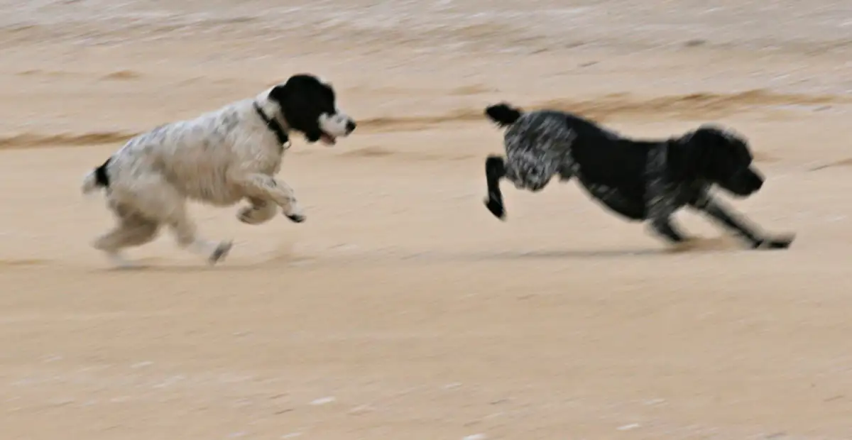 Leo and Lyra, Scarasta Bay