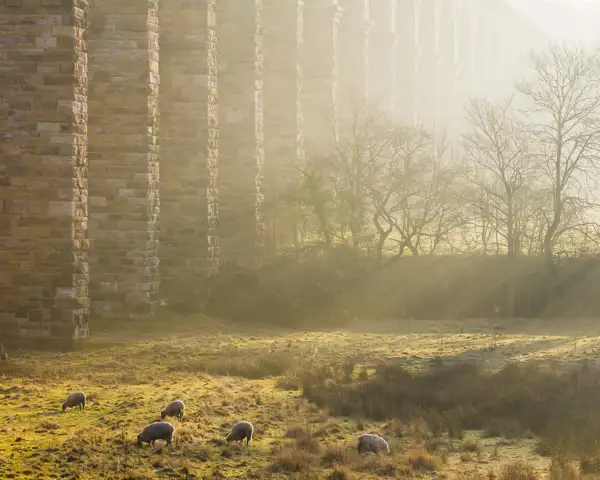 Tall stone pillars of a viaduct bathed in soft, golden sunlight, with rays filtering through the mist. Below, a group of sheep graze on the grassy field, and bare trees stand silhouetted in the background.