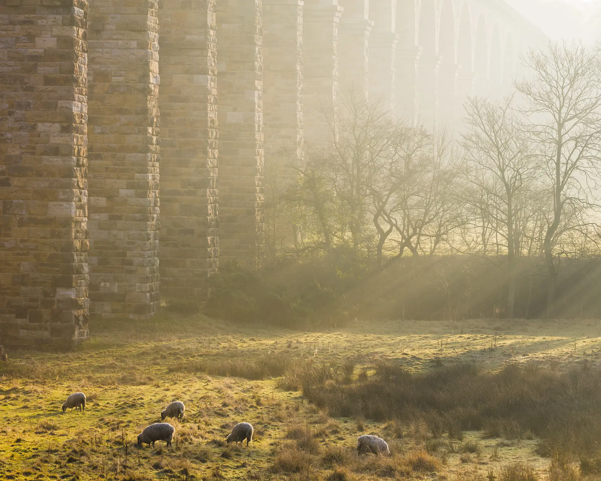 Tall stone pillars of a viaduct bathed in soft, golden sunlight, with rays filtering through the mist. Below, a group of sheep graze on the grassy field, and bare trees stand silhouetted in the background.