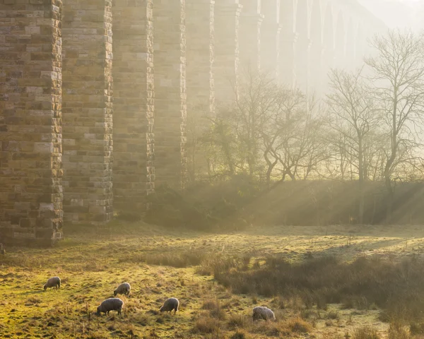 Sheep grazing beneath a misty stone railway viaduct in countryside at sunrise on a frosty winter morning