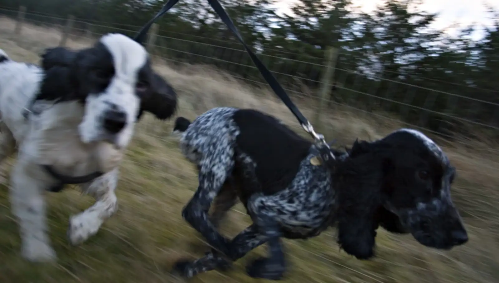 Leo and Lyra, Little Armscliffe