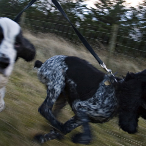 Leo and Lyra, Little Armscliffe: Leo and Lyra, Little Armscliffe
