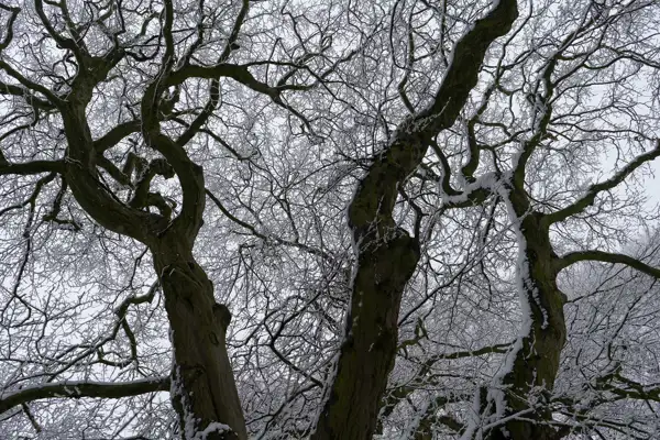 Dark, twisting tree trunks and branches covered with a light dusting of snow, set against a grey, overcast sky. The branches form a complex, intricate pattern above.