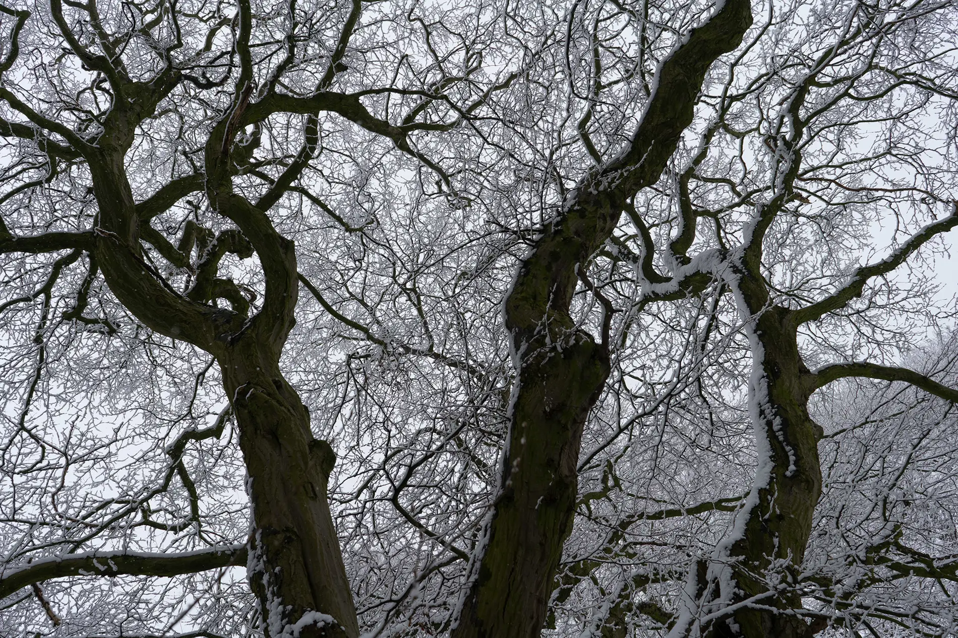 Snow-laden bare branches of moss-covered trees against a pale grey winter sky, viewed from below