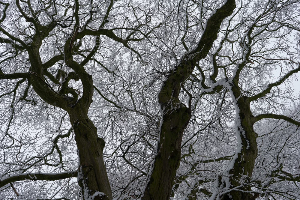 Snow-laden bare branches of moss-covered trees against a pale grey winter sky, viewed from below