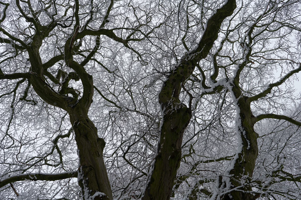 Snow-laden bare branches of moss-covered trees against a pale grey winter sky, viewed from below