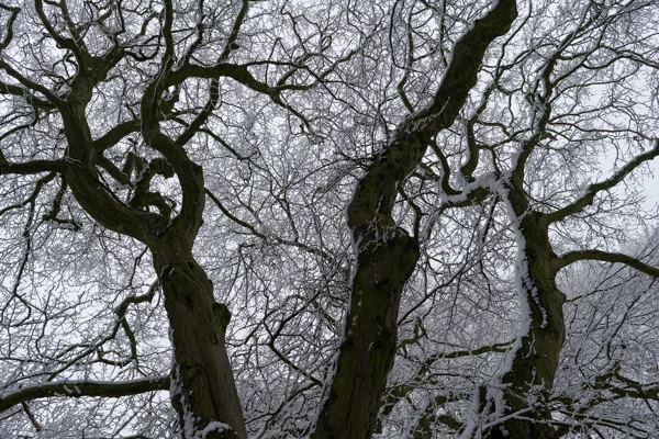 Snow-laden bare branches of moss-covered trees against a pale grey winter sky, viewed from below