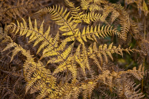 Golden bracken ferns in autumn, lit by warm low sunlight in woodland undergrowth