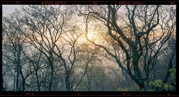 Bare winter trees silhouetted against a misty golden dawn sun in woodland
