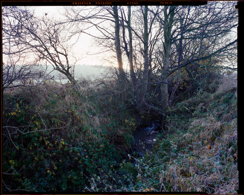 Edge Land:  a view of a forest