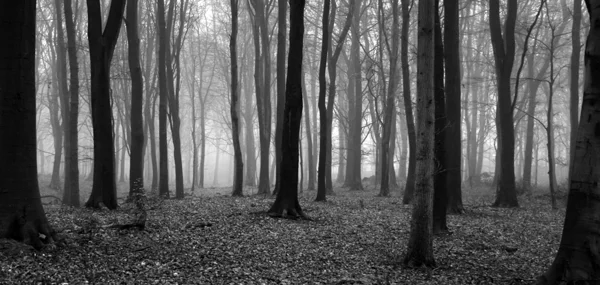 The woods