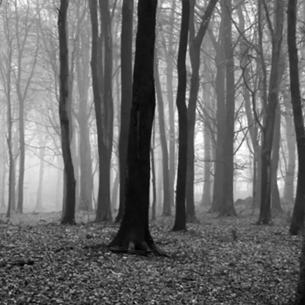 The woods (1)