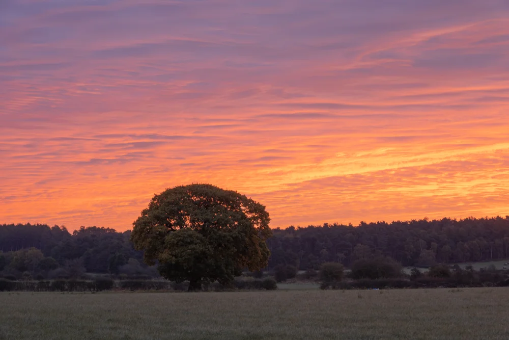 Lone oak tree in open farmland against a vivid pink and orange sunset sky
