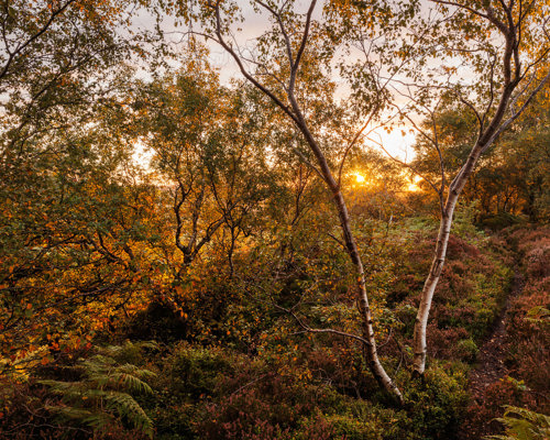 A Journey Through Ancient Woodland:  