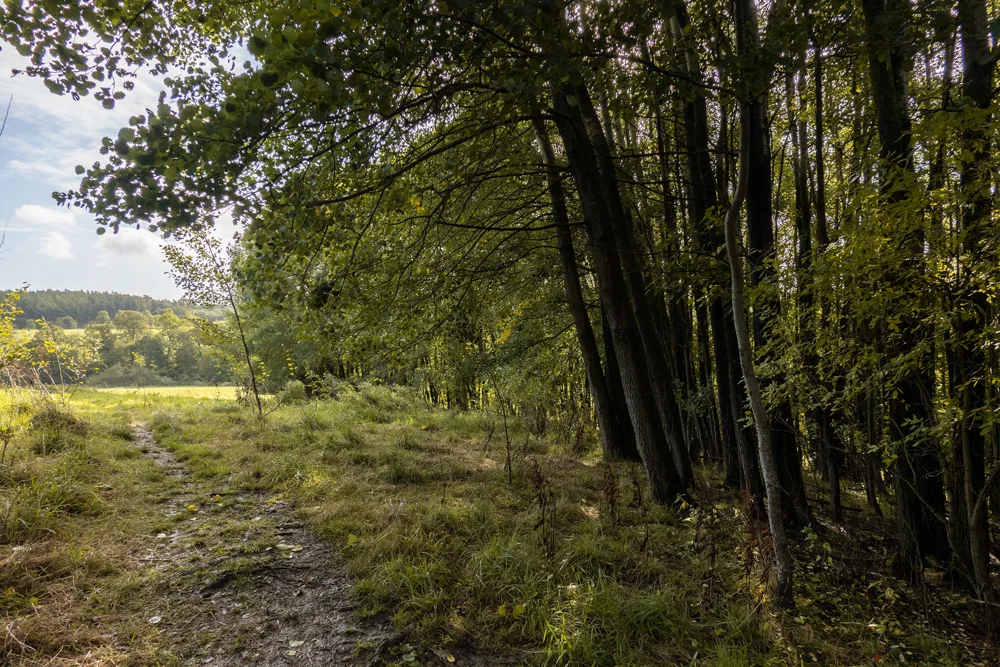 Grassy woodland path along the edge of a tree line beside a sunlit meadow on a bright summer day