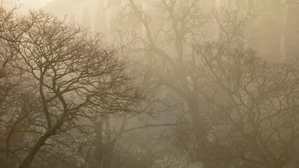 Bare tree branches silhouetted against a misty backdrop, with an arched stone structure partially visible through the fog. The soft light creates a tranquil, ethereal atmosphere.