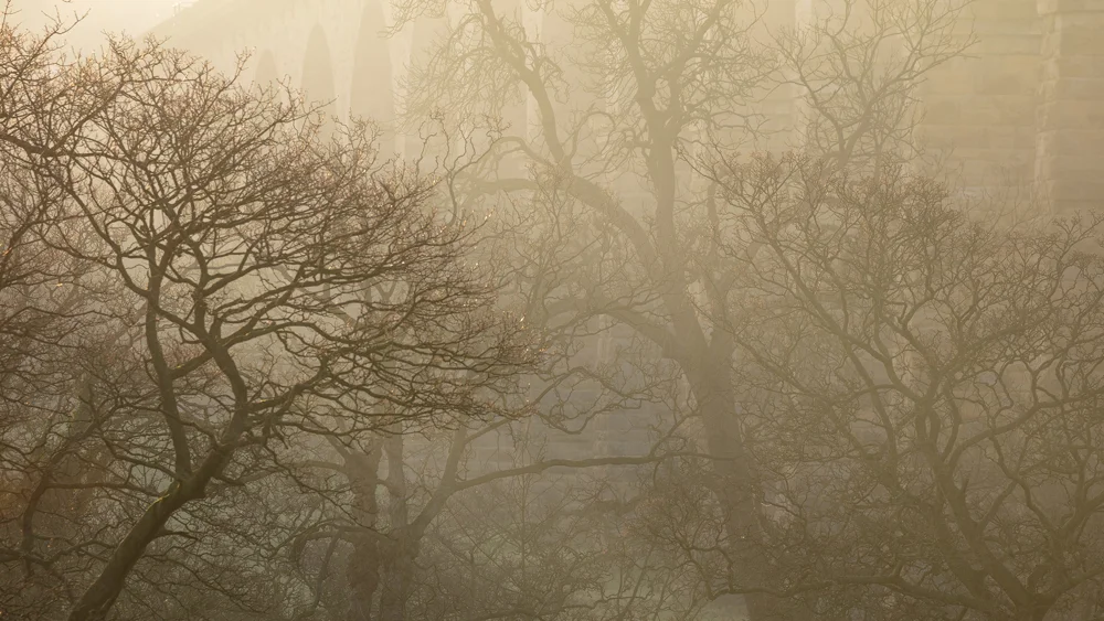 Bare trees silhouetted against a fog-shrouded stone arch bridge in warm winter dawn light.