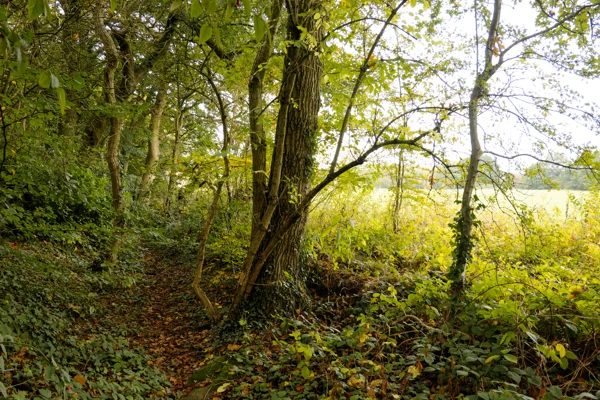 Ivy-clad tree beside a leaf-strewn woodland path on the edge of a sunlit field in early autumn