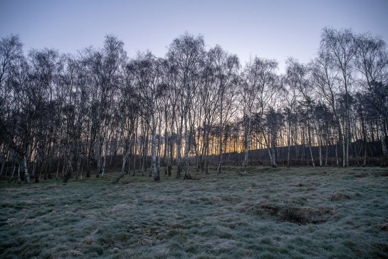 Frost-covered grassy field with a line of tall, bare trees silhouetted against an early morning sky. The horizon glows softly with orange and yellow hues, contrasting with the cool blue of the sky above.