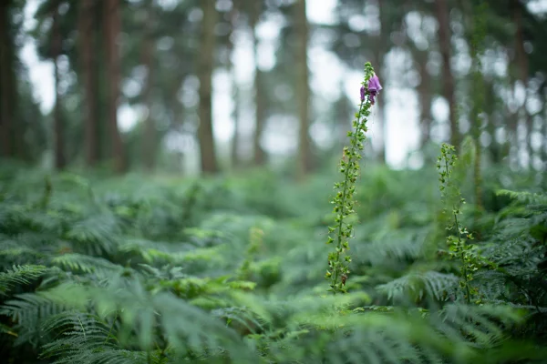 Purple foxglove spire among ferns in a misty pine woodland on a damp summer day