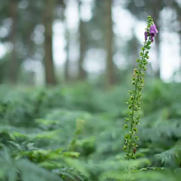 Rainy woodland