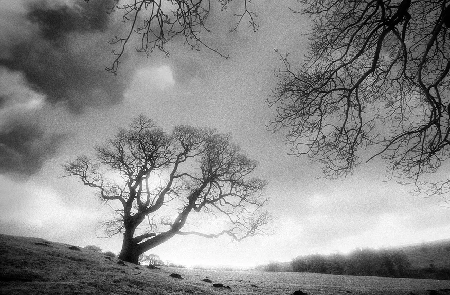 Tree near Blubberhouses