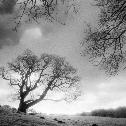 Tree near Blubberhouses: Tree near Blubberhouses