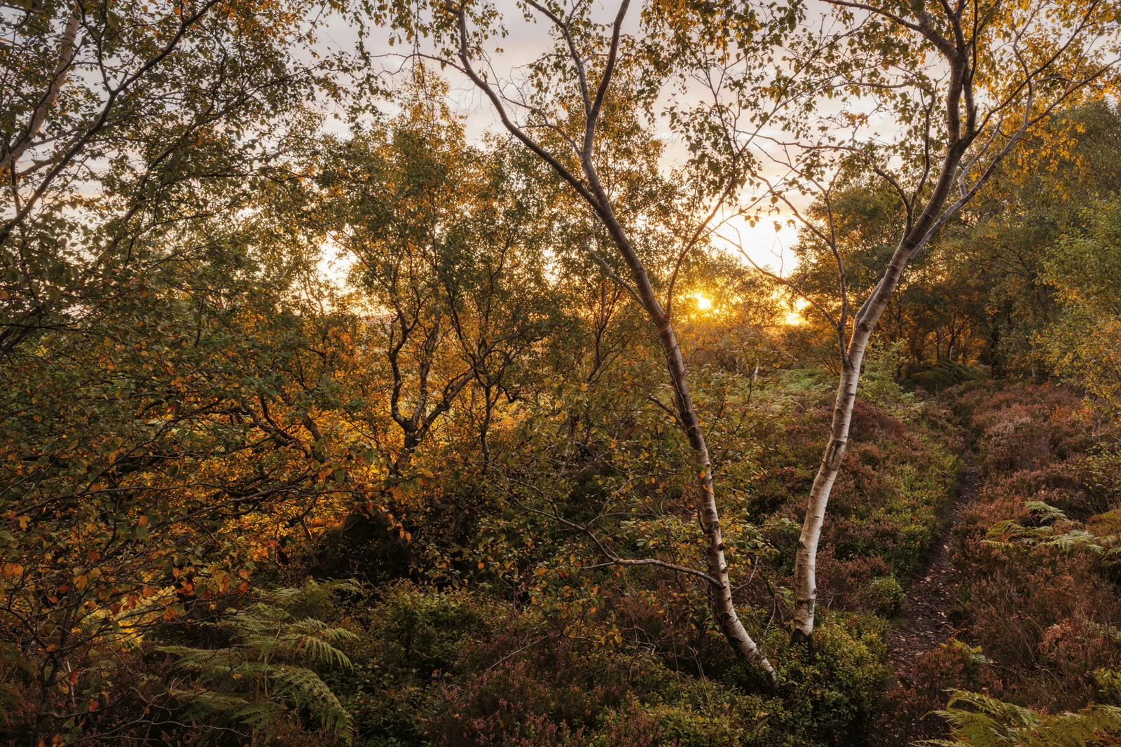 Silver birch trees on heathland at sunset, autumn ferns and heather lining a winding path