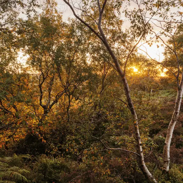 October Light