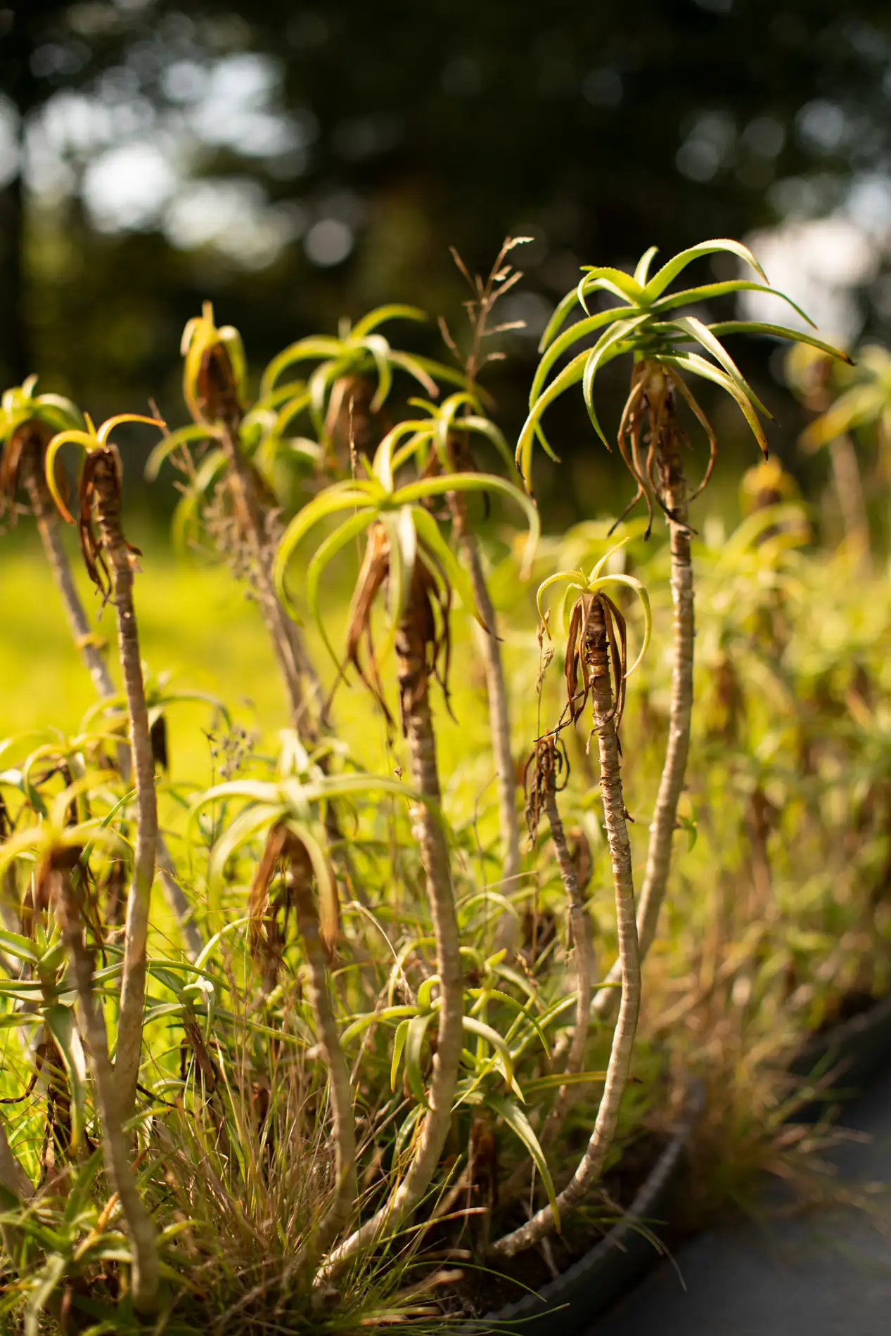 Tall slender aloe plants with rosettes of green leaves in a sunlit garden border