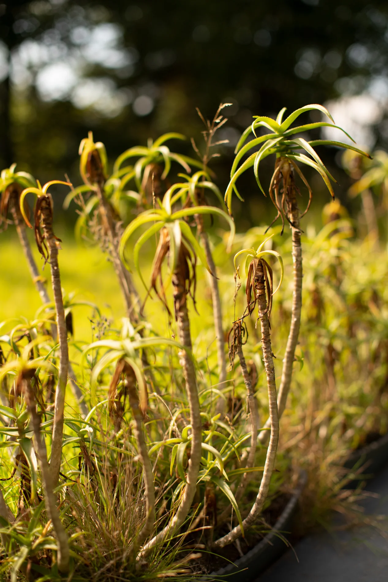 Tall slender aloe plants with rosettes of green leaves in a sunlit garden border