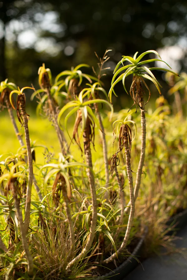 Tall slender aloe plants with rosettes of green leaves in a sunlit garden border