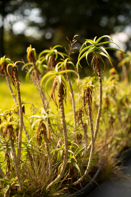  a close up of a plant