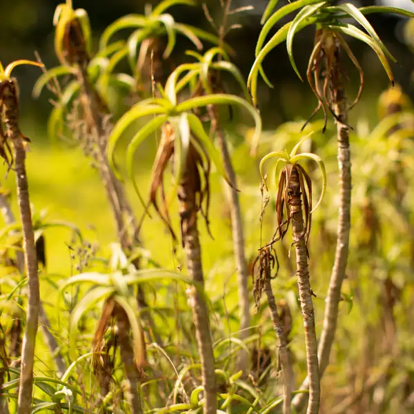 Portugal Flora