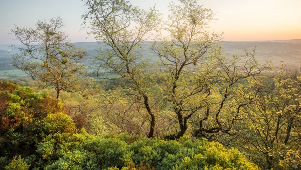 Wind-shaped hawthorn trees on a moorland ridge overlooking a hazy valley at sunrise in spring