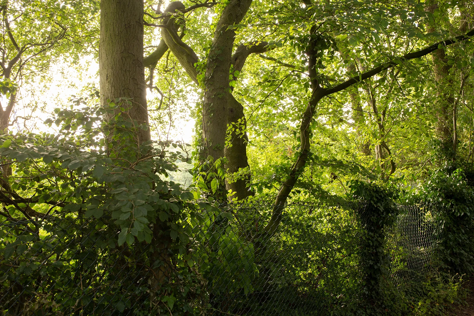Sunlit woodland with leaning trees and an overgrown chain-link fence amid lush green summer foliage